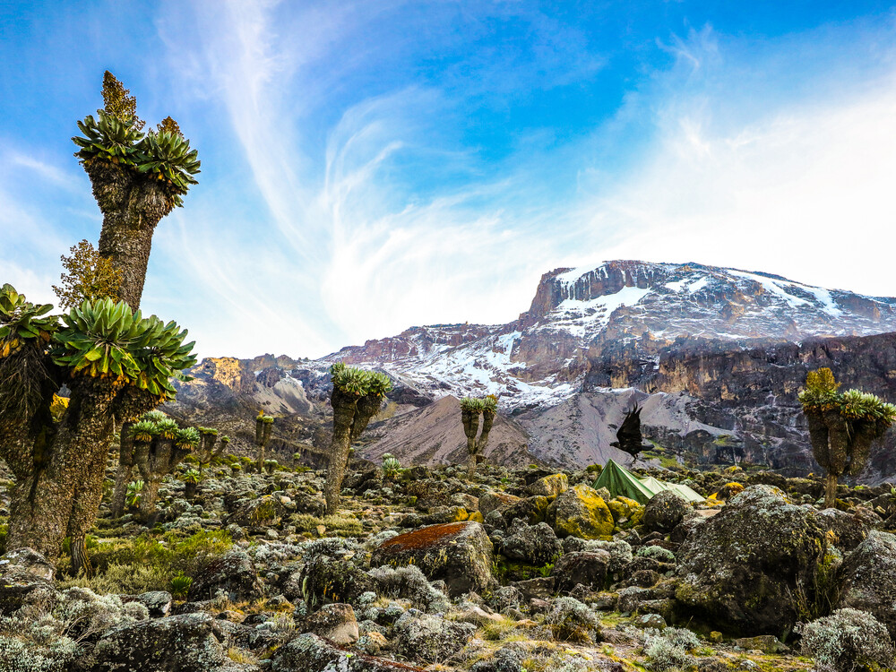 camping,on,mount,kilimanjaro,in,tents,to,see,the,glaciers,