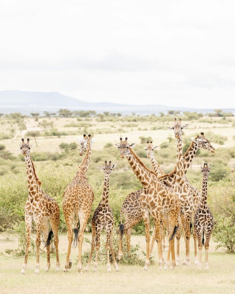 snapinsta.app 439110774 752170036901915 2462728790463445354 n 1080