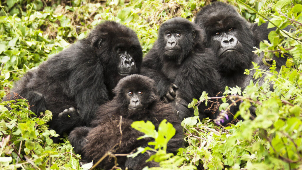 shutterstock 244333651